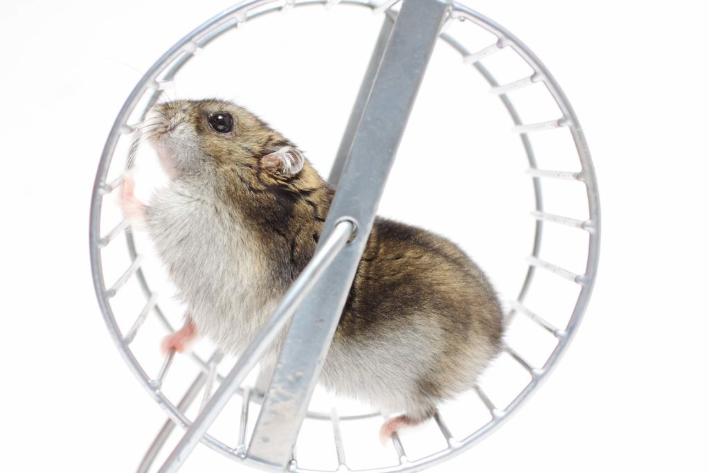 Hamster wheel is like a habit loop